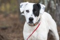 Dalmatian Pointer mixed breed dog outside on leash