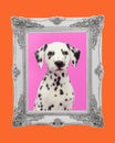 Dalmatian portrait in classic and pink