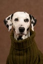 Dalmatian in a pullover