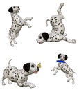 Dalmatian puppies 2 Royalty Free Stock Photo