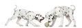 Dalmatian puppies playing together with a ball Royalty Free Stock Photo