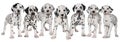 Dalmatian puppies Royalty Free Stock Photo