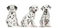 Dalmatian puppies sitting in different positions Royalty Free Stock Photo