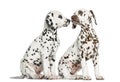 Dalmatian puppies sitting, sniffing each other Royalty Free Stock Photo