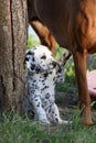 Dalmatian puppy Royalty Free Stock Photo