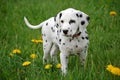 Dalmatian Puppy Royalty Free Stock Photo