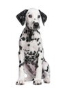 Dalmatian puppy Royalty Free Stock Photo