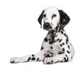 Dalmatian puppy Royalty Free Stock Photo