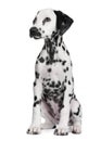 Dalmatian puppy Royalty Free Stock Photo