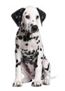 Dalmatian puppy