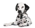 Dalmatian puppy Royalty Free Stock Photo