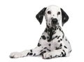 Dalmatian puppy Royalty Free Stock Photo