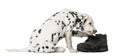 Dalmatian puppy chewing a shoe Royalty Free Stock Photo