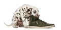 Dalmatian puppy chewing a shoe Royalty Free Stock Photo