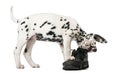 Dalmatian puppy chewing a shoe