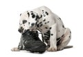 Dalmatian puppy chewing a shoe Royalty Free Stock Photo