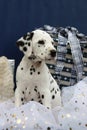 Dalmatian puppy and christmas gifts