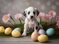 Dalmatian puppy and colorful Easter eggs Royalty Free Stock Photo