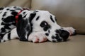 Dalmatian with puppy dog eyes Royalty Free Stock Photo