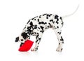 Dalmatian puppy dog isolated on white Royalty Free Stock Photo