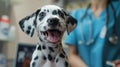 Dalmatian puppy dog in veterinary clinic. Regular medical checkup.