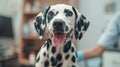 Dalmatian puppy dog in veterinary clinic. Regular medical checkup.