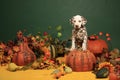 Dalmatian puppy in halloween decoration Royalty Free Stock Photo
