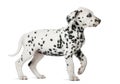 Dalmatian puppy with heterochromia walking