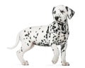 Dalmatian puppy with heterochromia walking