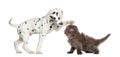 Dalmatian puppy and Highland fold kitten playing