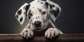 A Dalmatian Puppy Known For Its Distinctive Spots And Playful Nature