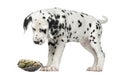 Dalmatian puppy, looking down at a turtle Royalty Free Stock Photo