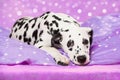 Dalmatian puppy lying in a bed on pink background