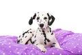 Dalmatian puppy lying in a bed on white background