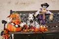 Dalmatian puppy with patch in Halloween decoration