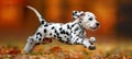 Dalmatian puppy playfully running in meadow, showcasing beautiful spotted coat in natural setting