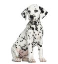 Dalmatian puppy sitting, isolated