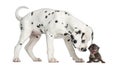 Dalmatian puppy sniffing a kitten meowing