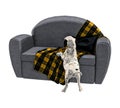 Dalmatian Puppy and Sofa Isolated