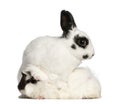 Dalmatian rabbit, 2 months old Royalty Free Stock Photo