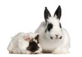 Dalmatian rabbit, 2 months old Royalty Free Stock Photo