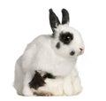 Dalmatian rabbit, 2 months old Royalty Free Stock Photo