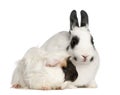 Dalmatian rabbit, 2 months old Royalty Free Stock Photo