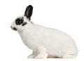 Dalmatian rabbit, 2 months old, Oryctolagus Royalty Free Stock Photo