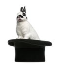 Dalmatian Rabbit standing in magician's top hat