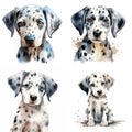 Dalmatian. Realistic watercolor dog illustration. Funny doggy drawing template.