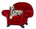 Dalmatian on Red Chair