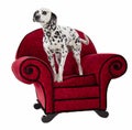 Dalmatian on Red Chair