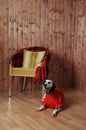 Dalmatian in a red sweater in the autumn interior