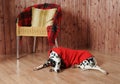 Dalmatian in a red sweater in the autumn interior